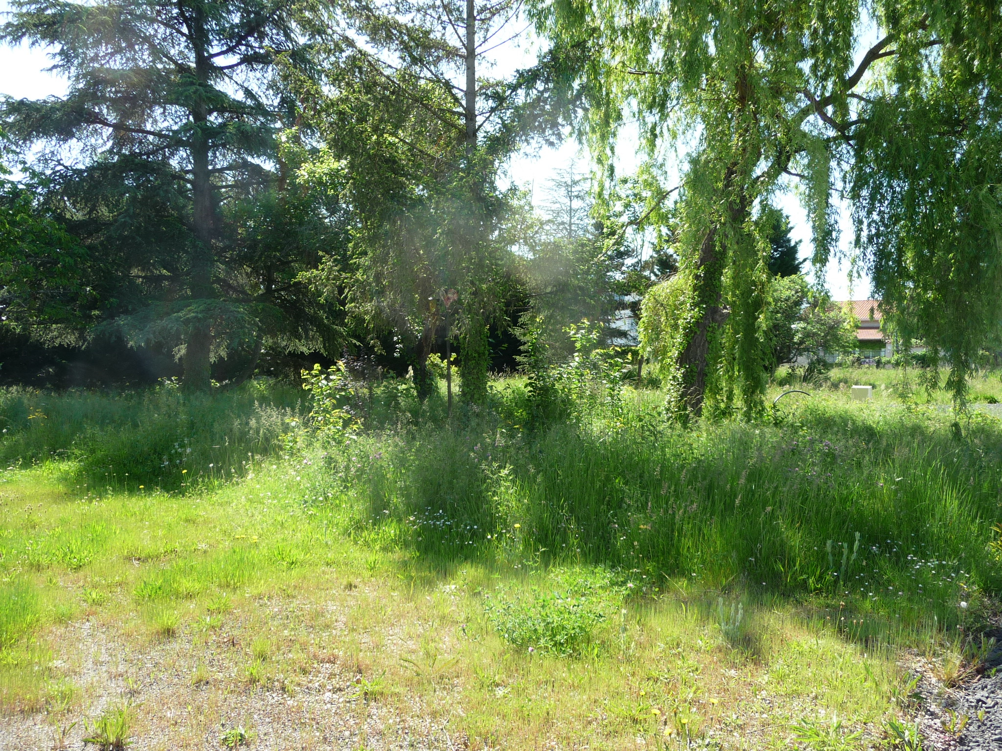 VENTE - Terrain - Savigneux (42600) - 129000 €