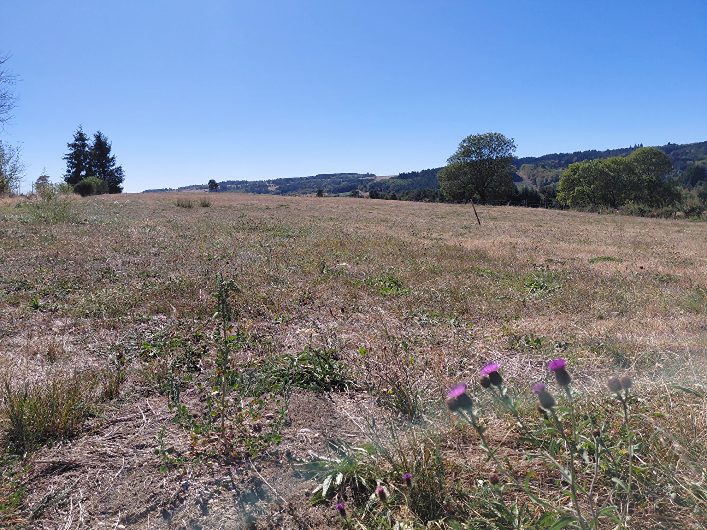 VENTE - Terrain - ROZIER COTES D AUREC (42380) - 59000 €